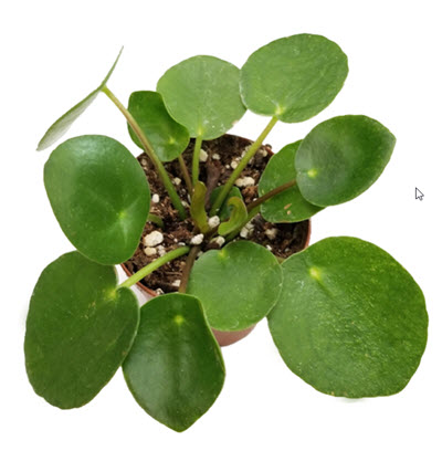 2" Pilea Peperomiode Chinese Money Plant